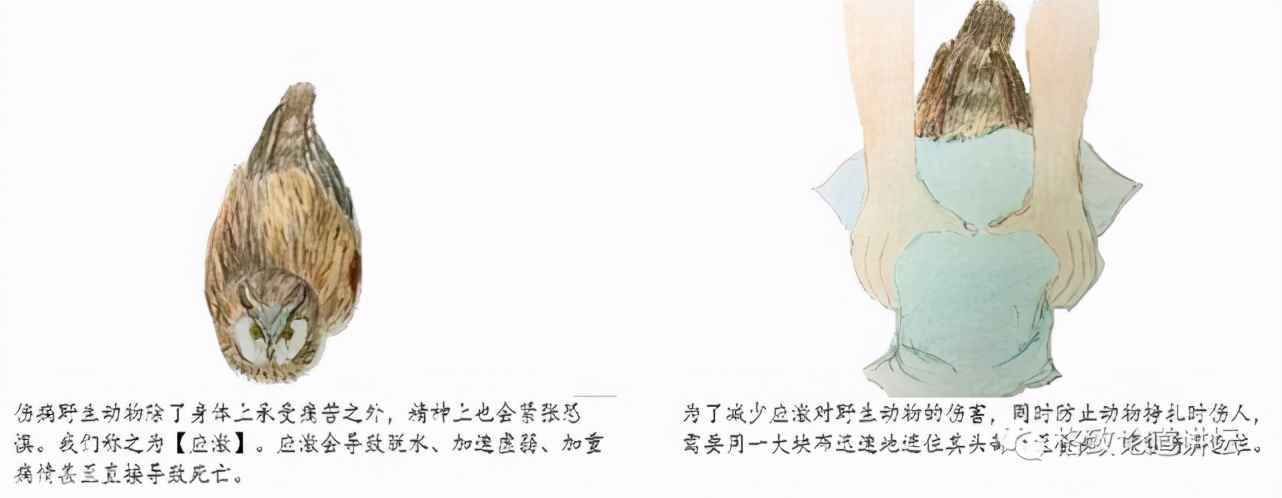 ?捡了一只小鸟怎么养正确方法