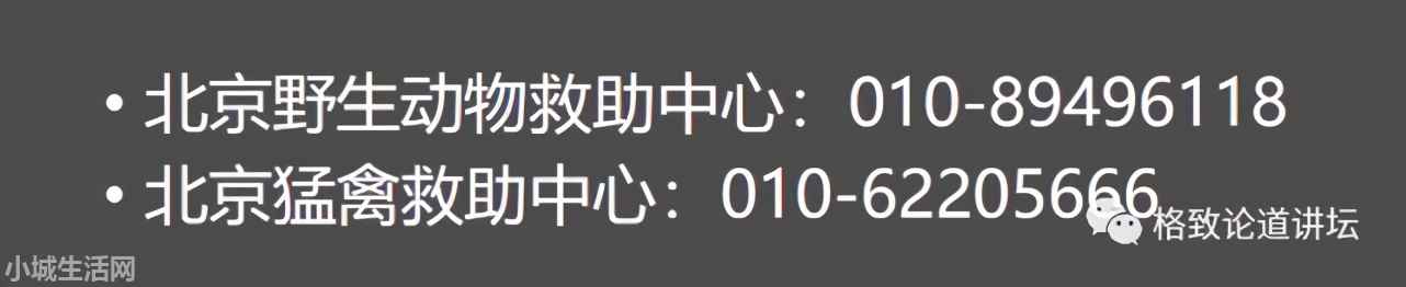 ?捡了一只小鸟怎么养正确方法