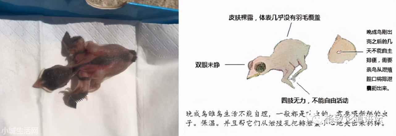 ?捡了一只小鸟怎么养正确方法