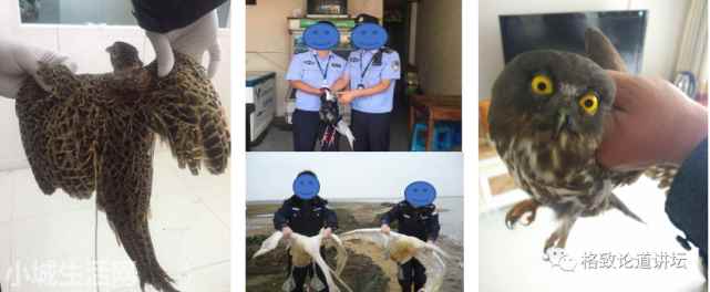 ?捡了一只小鸟怎么养正确方法