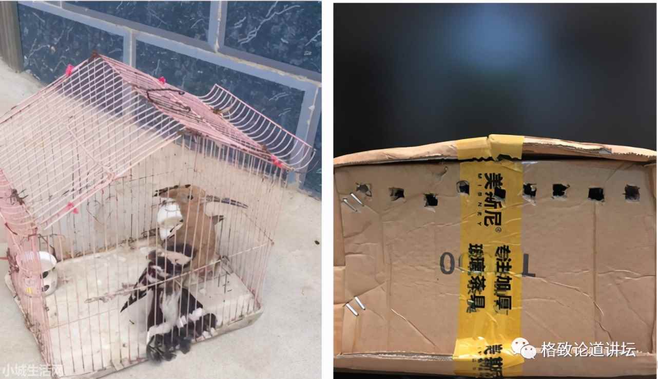?捡了一只小鸟怎么养正确方法