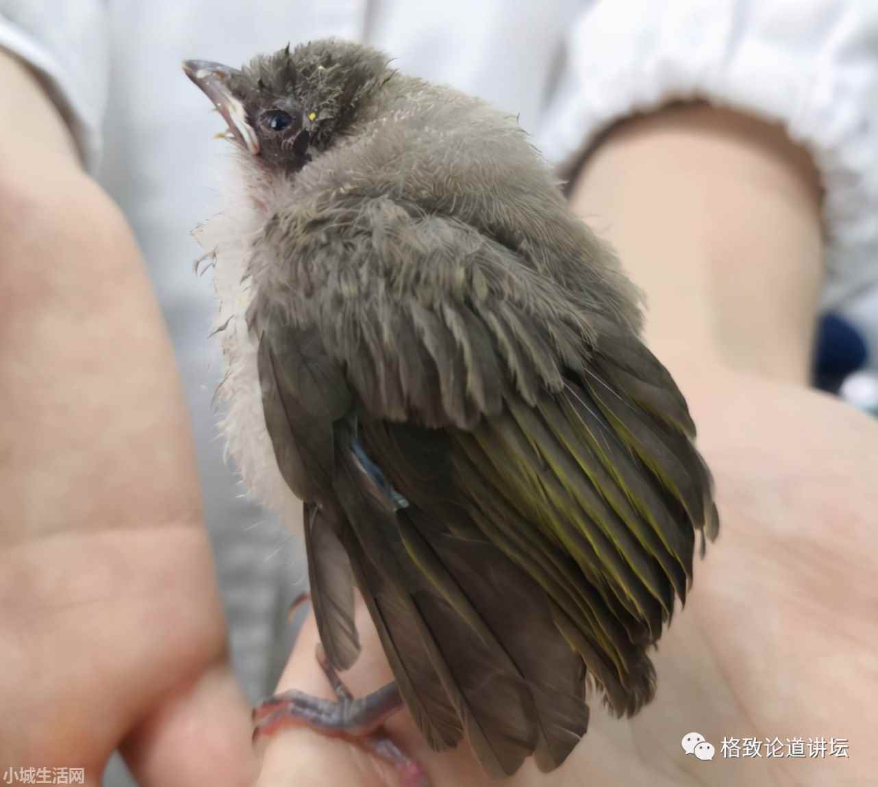 ?捡了一只小鸟怎么养正确方法