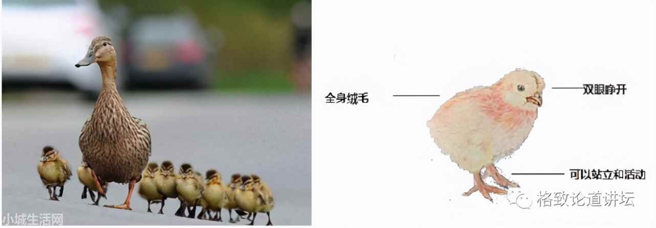 ?捡了一只小鸟怎么养正确方法