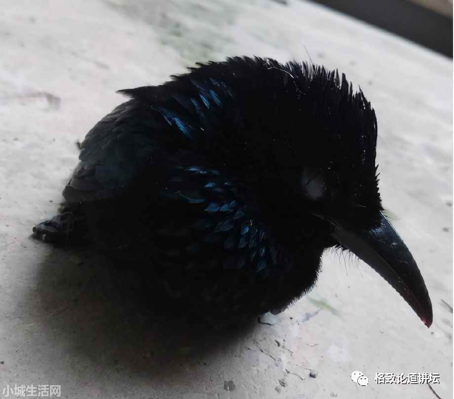 ?捡了一只小鸟怎么养正确方法