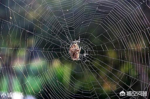 地震后有的地上会生白毛，这“白毛”究竟是什么？