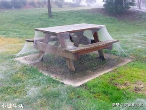 地震后有的地上会生白毛，这“白毛”究竟是什么？