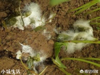 地震后有的地上会生白毛，这“白毛”究竟是什么？