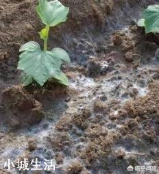 地震后有的地上会生白毛，这“白毛”究竟是什么？