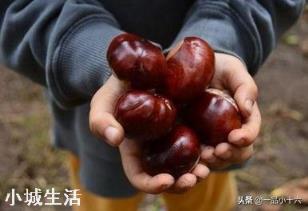 板栗能冷冻吗？会有什么影响？