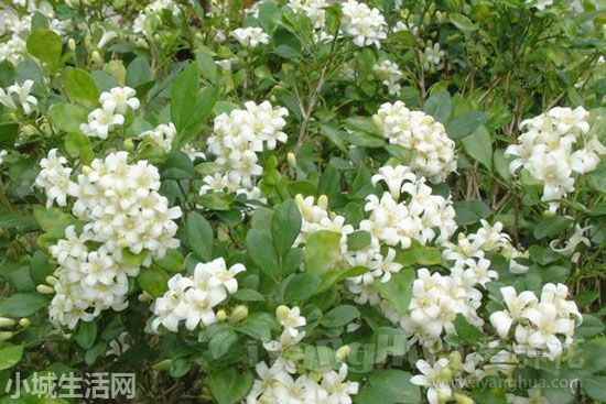 九里香盆景怎么养需要注意什么