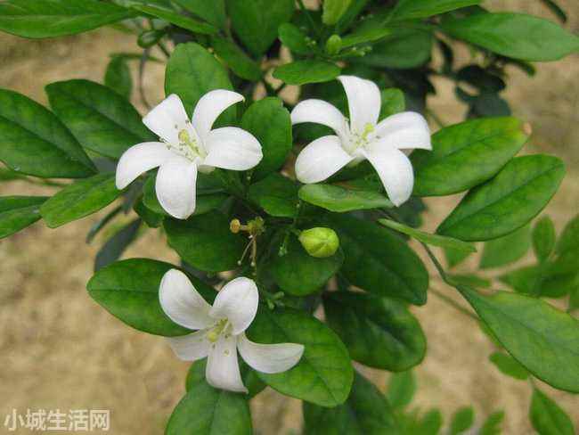 九里香盆景怎么养需要注意什么