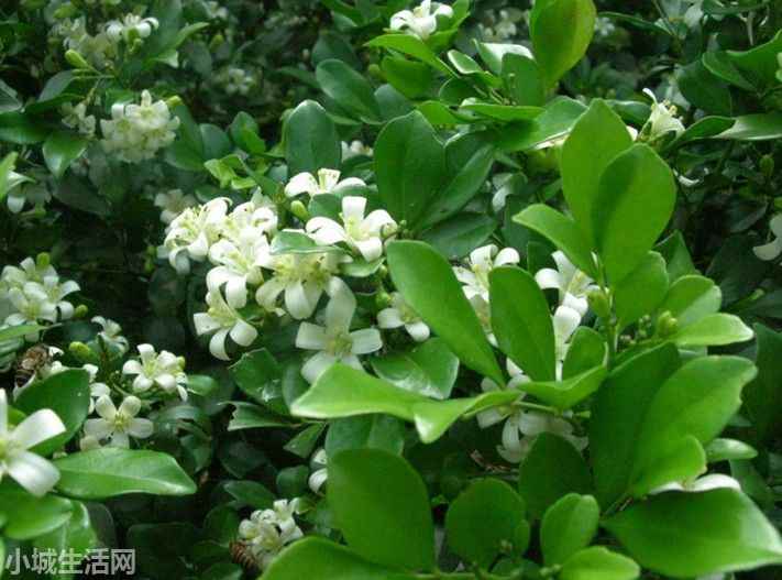 九里香盆景怎么养需要注意什么