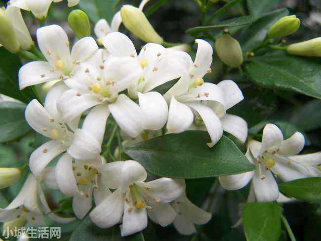九里香盆景怎么养需要注意什么