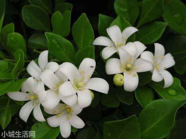九里香盆景怎么养需要注意什么
