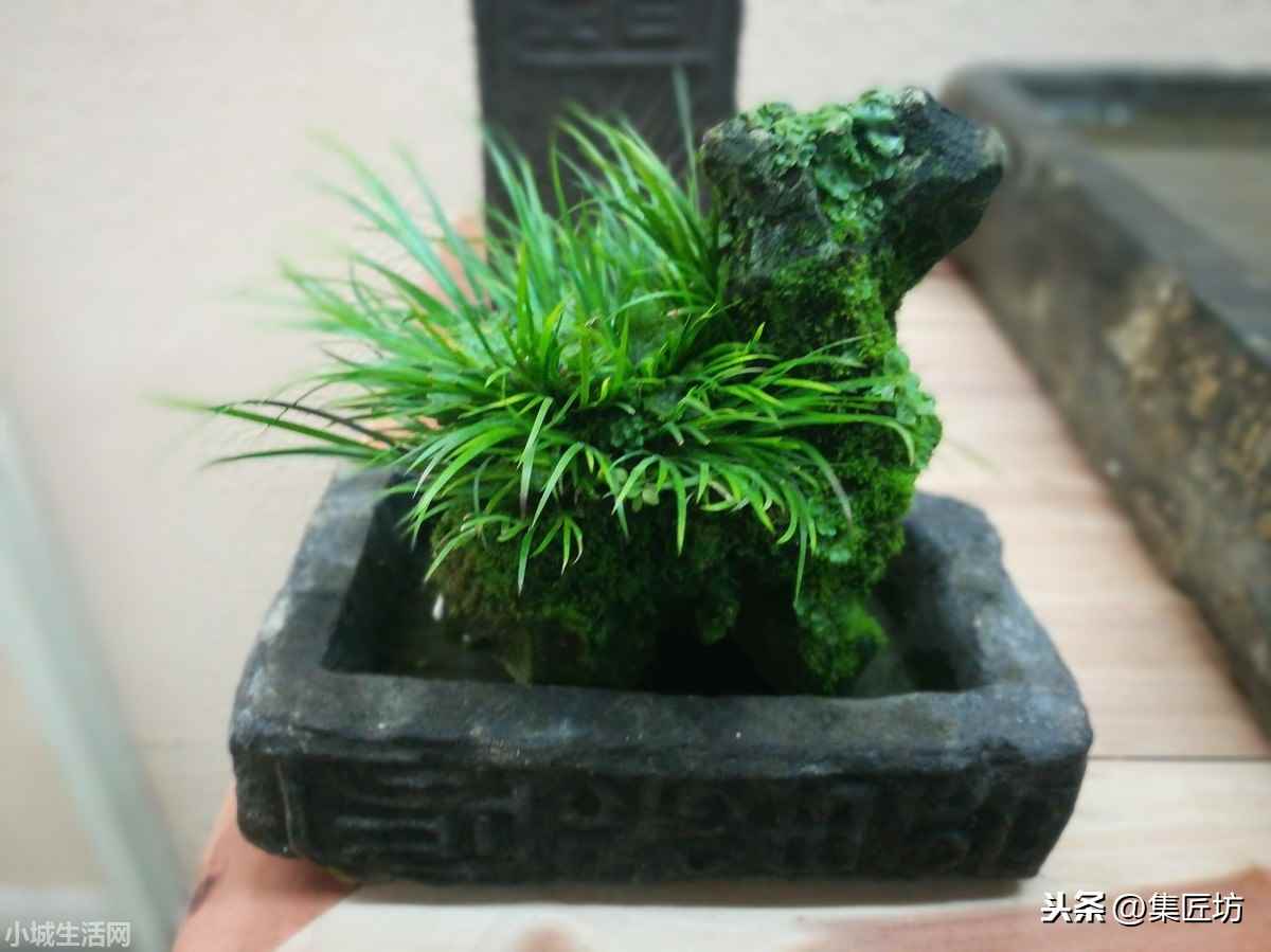 黄金姬菖蒲怎么养小技巧