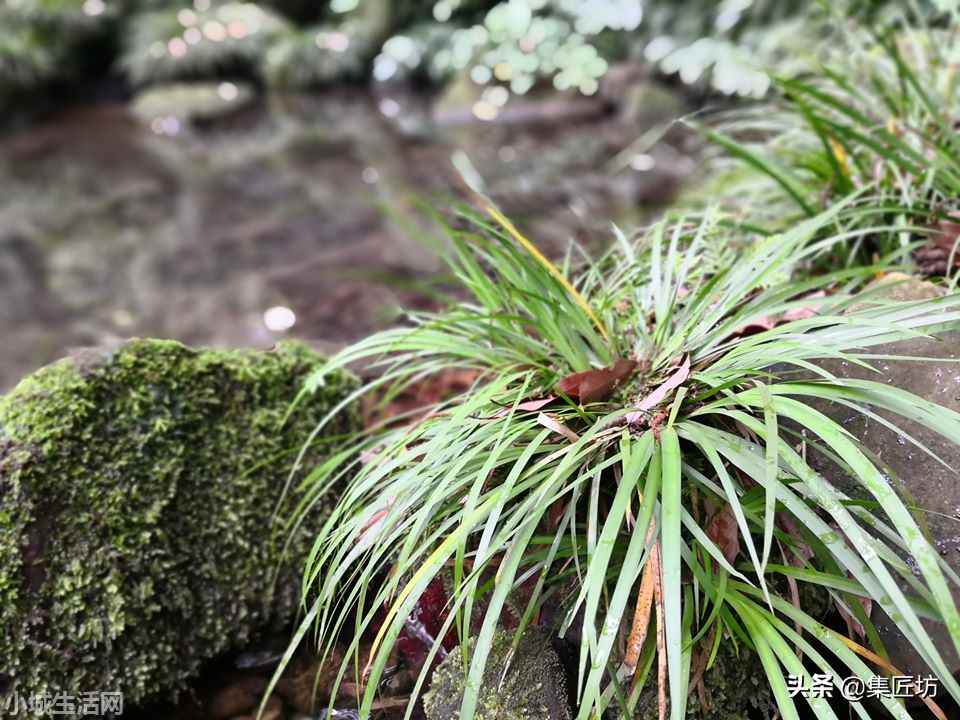 黄金姬菖蒲怎么养小技巧