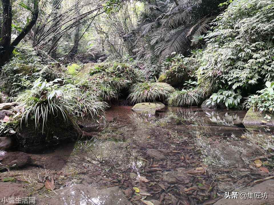 黄金姬菖蒲怎么养小技巧