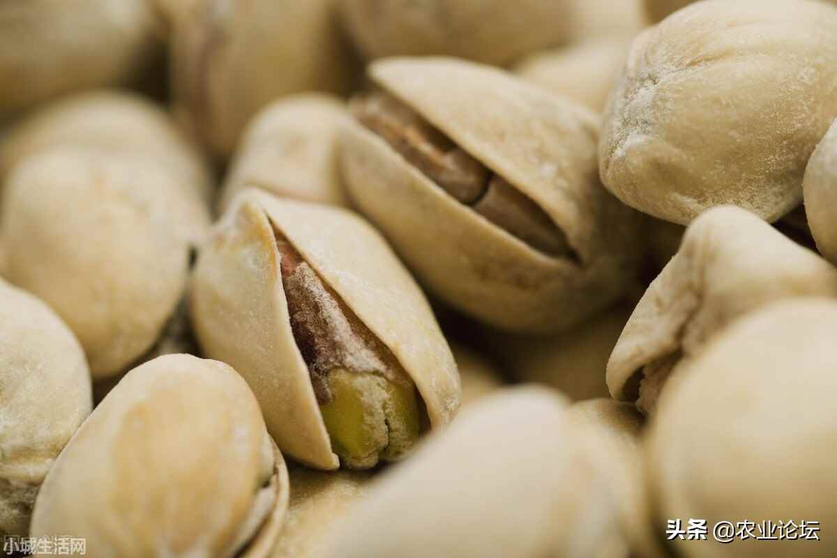 ?開心果盆栽怎么養長得好