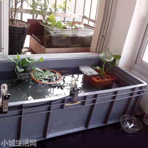 ?日本和金鱼怎么养详细介绍