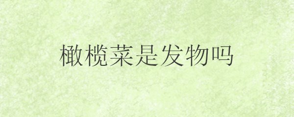橄榄菜是发物吗