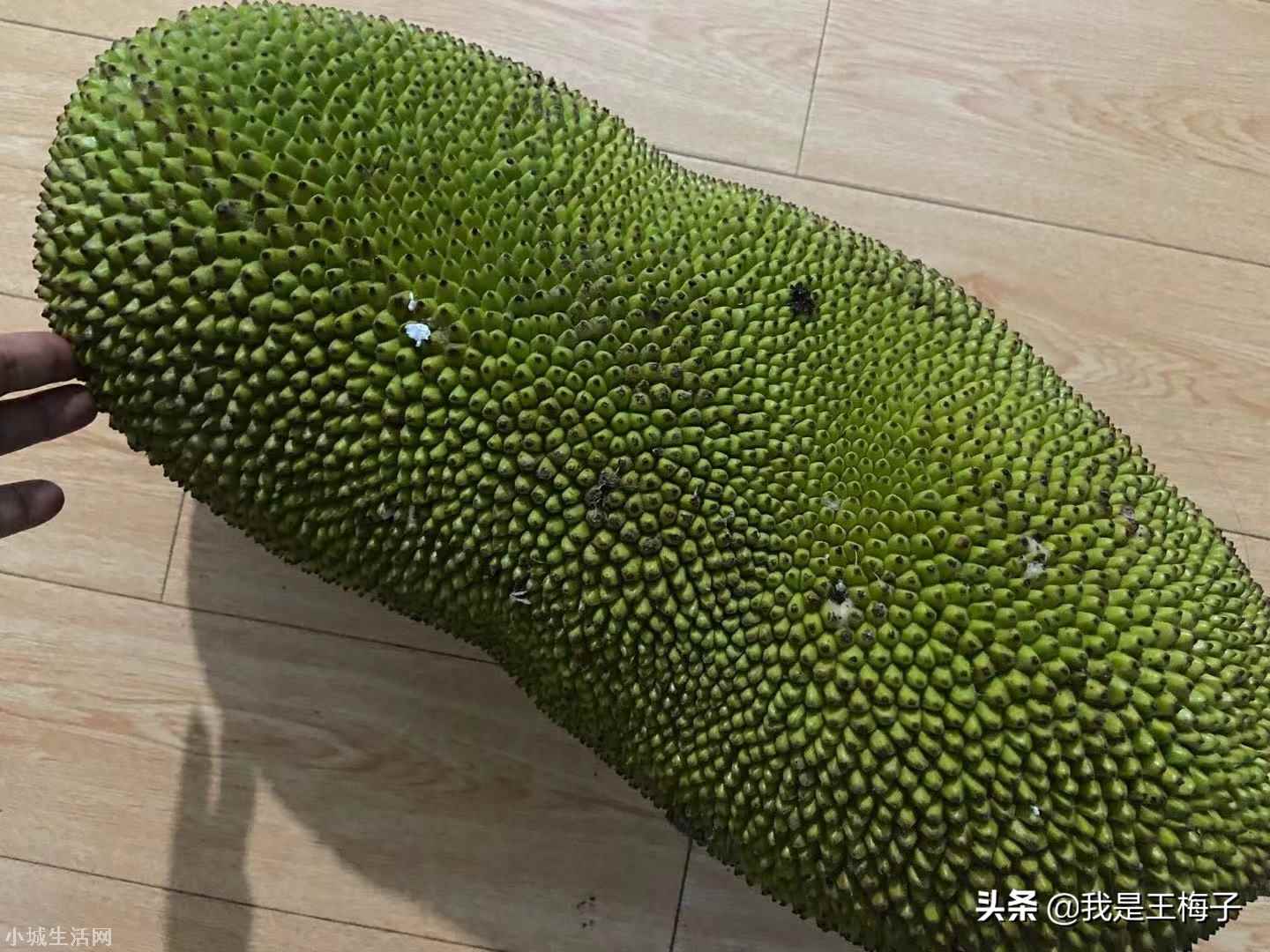 海南菠萝蜜怎么样才算熟 菠萝蜜怎么看熟不熟