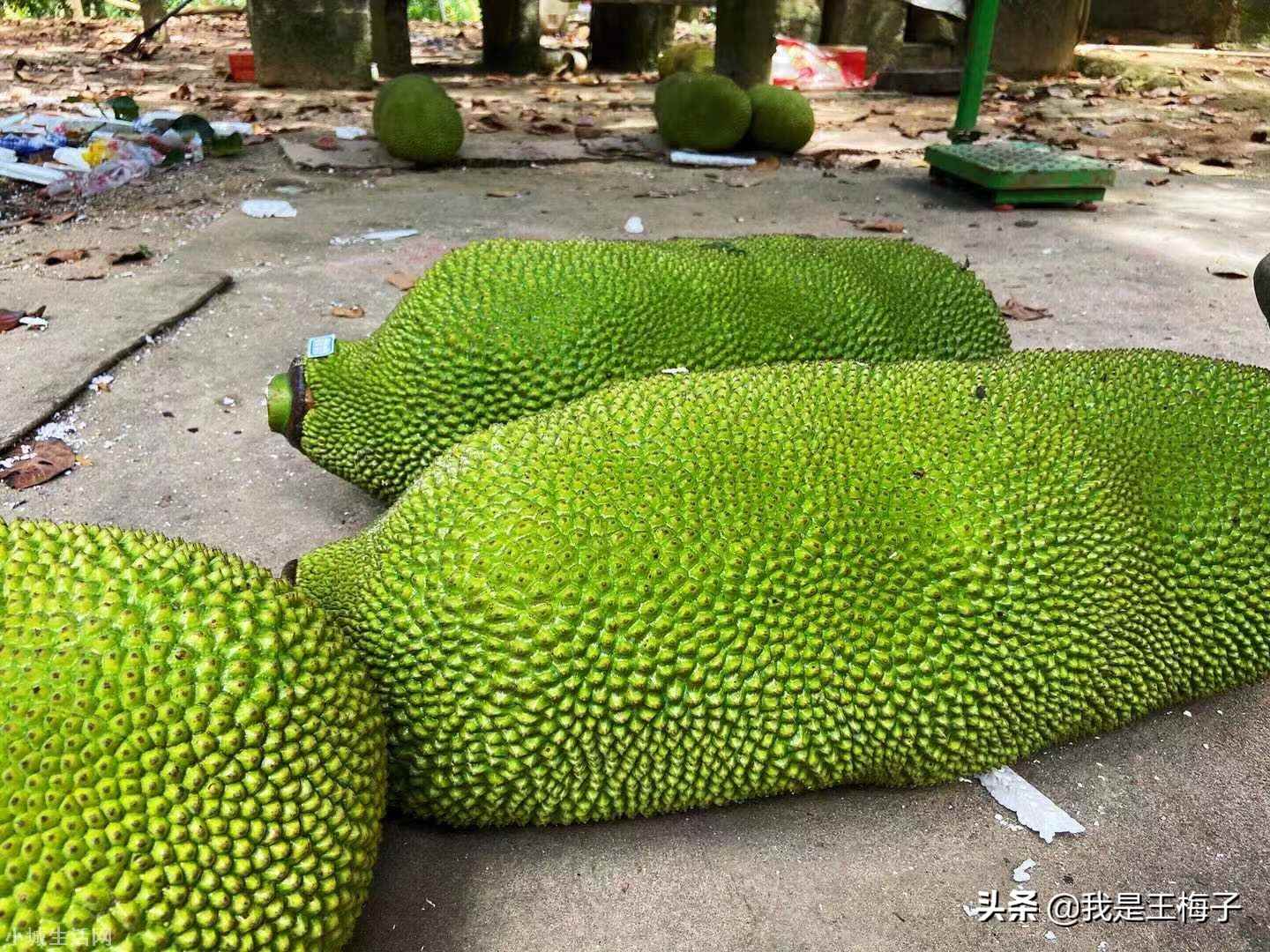 海南菠萝蜜怎么样才算熟 菠萝蜜怎么看熟不熟