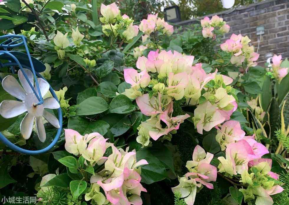 绿叶樱花三角梅怎么养小技巧