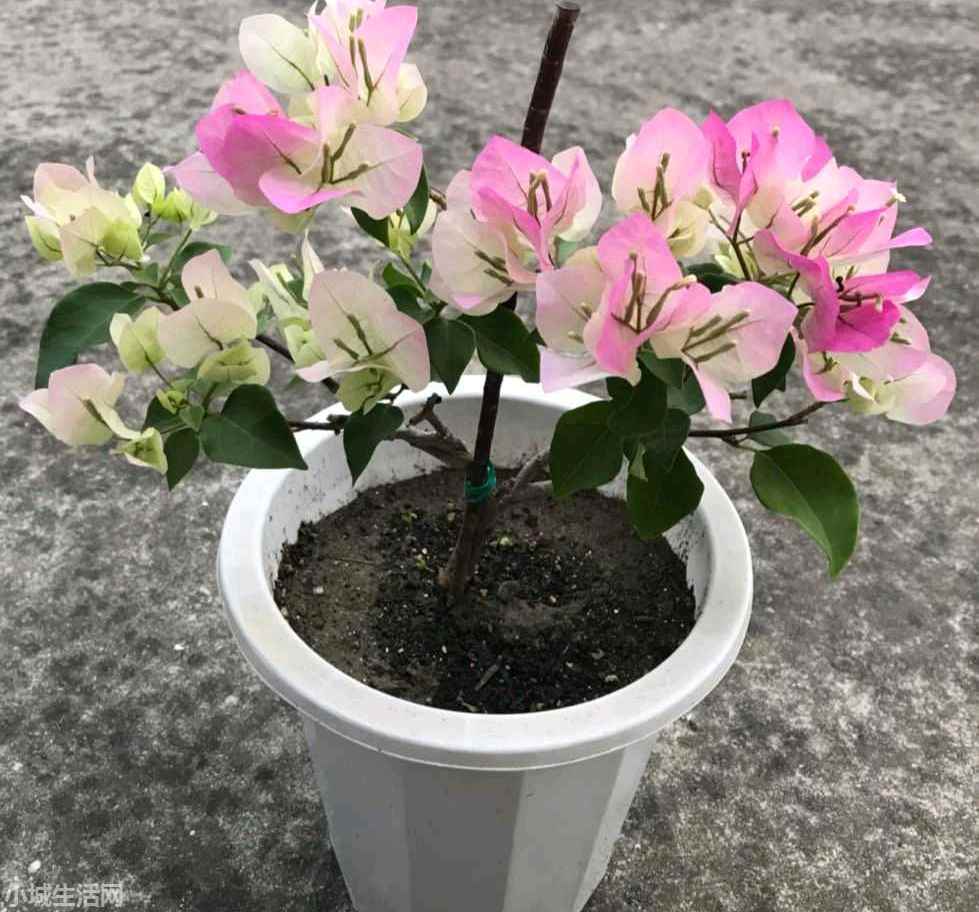 绿叶樱花三角梅怎么养小技巧