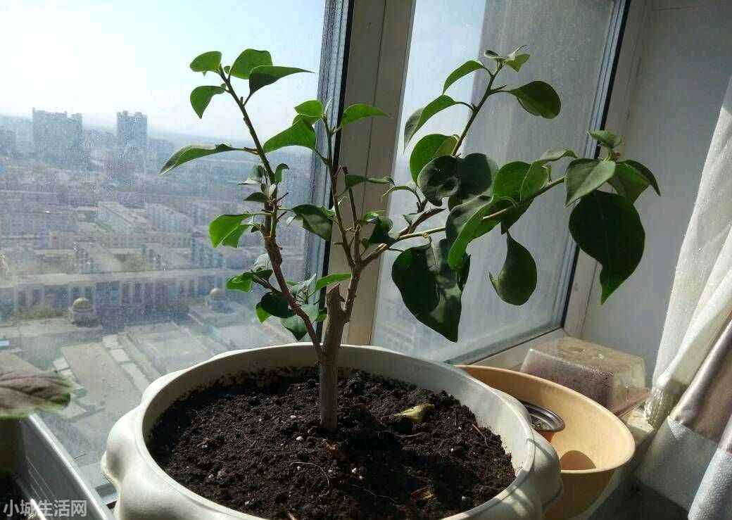 绿叶樱花三角梅怎么养小技巧