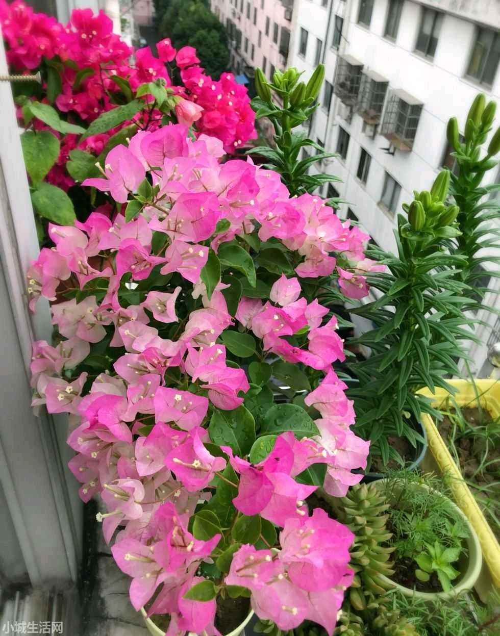 绿叶樱花三角梅怎么养小技巧