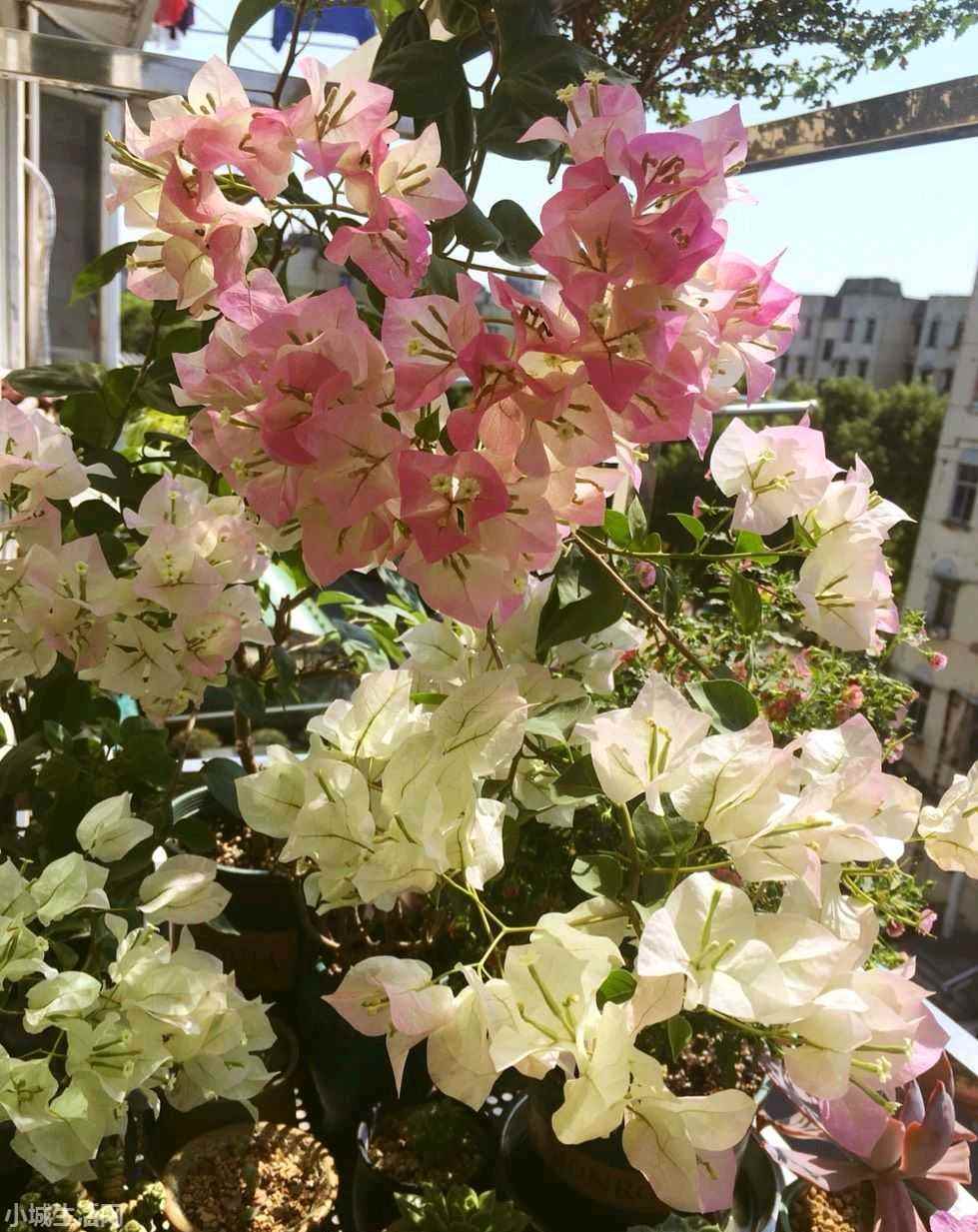 绿叶樱花三角梅怎么养小技巧