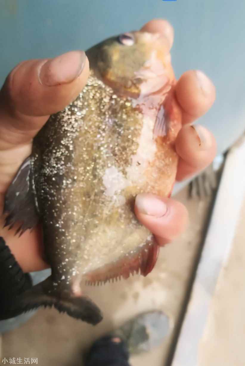 东莞河道有人发现“食人鱼” 食人鱼事件的来龙去脉