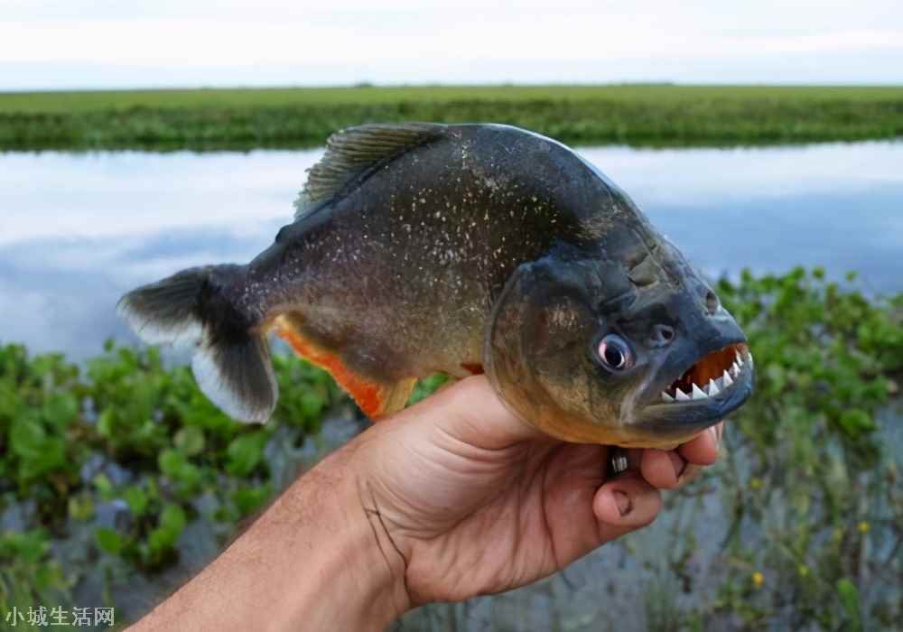 东莞河道有人发现“食人鱼” 食人鱼事件的来龙去脉