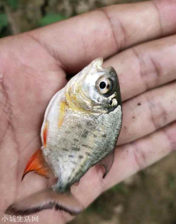 东莞河道有人发现“食人鱼” 食人鱼事件的来龙去脉