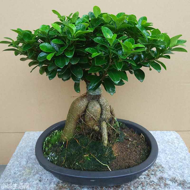 小榕树盆景怎么养新手必看