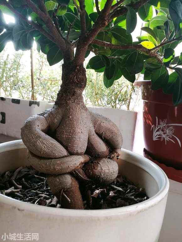 小榕树盆景怎么养新手必看