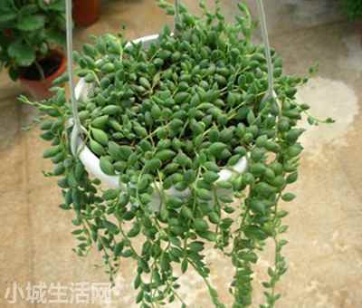 珍珠泪多肉怎么养长得好