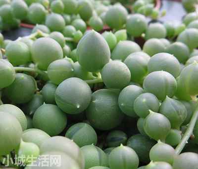 珍珠泪多肉怎么养长得好