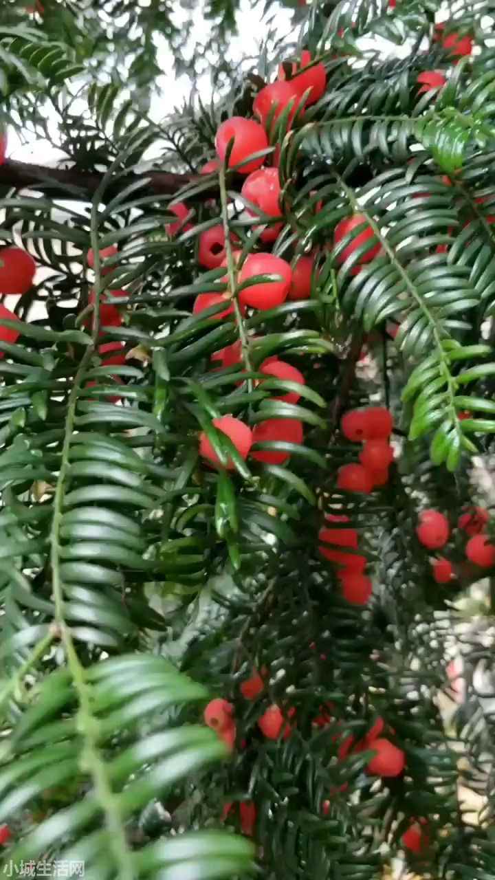 曼地亚红豆杉怎么养最佳