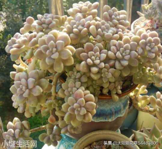 姬秋丽夏天怎么养比较好
