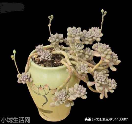 姬秋丽夏天怎么养比较好