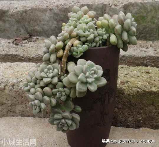 姬秋丽夏天怎么养比较好
