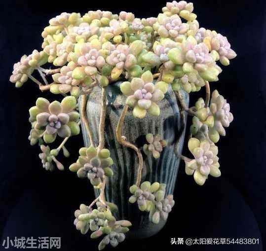 姬秋丽夏天怎么养比较好