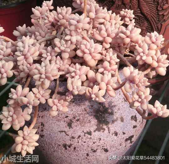 姬秋丽夏天怎么养比较好