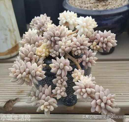 姬秋丽夏天怎么养比较好
