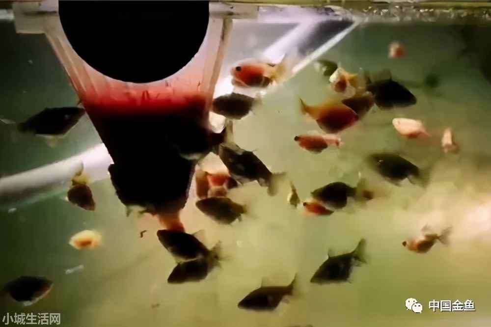 刚孵出来的小鱼怎么养小技巧