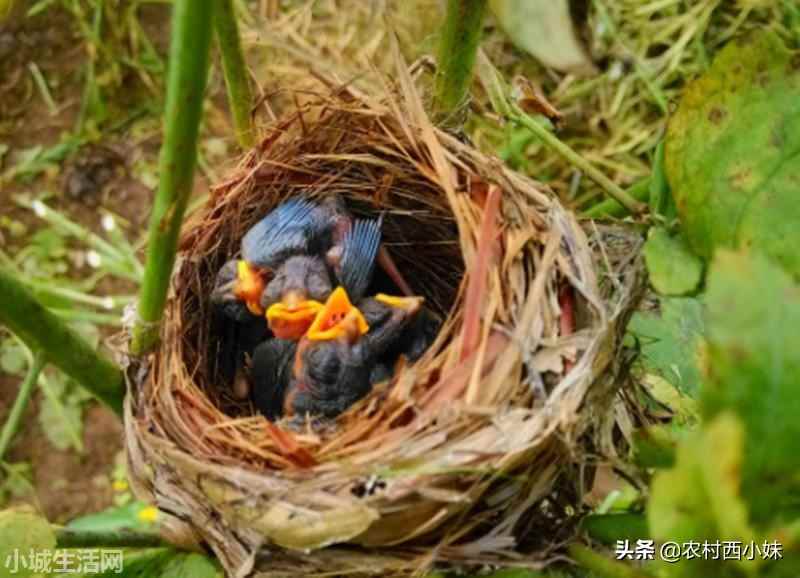 ?长了羽毛的雏鸟怎么养需要注意什么