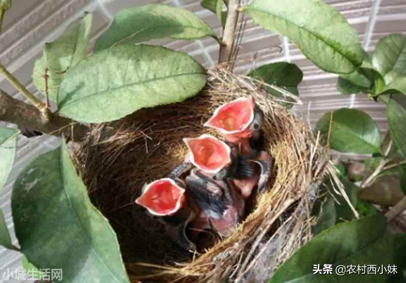 ?长了羽毛的雏鸟怎么养需要注意什么
