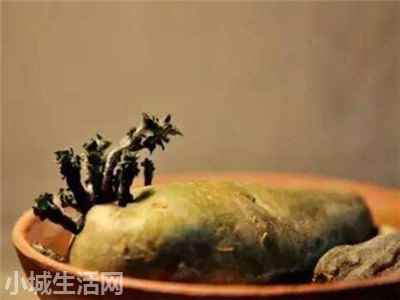 土豆在水里怎么养正确方法