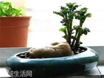土豆在水里怎么养正确方法